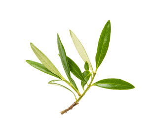 Fototapeta premium fresh olive branches with leaves isolated on white background closeup