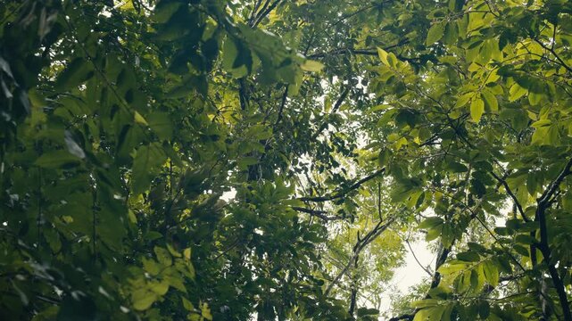 Curious wild Capuchin Monkey in a tropical jungle 