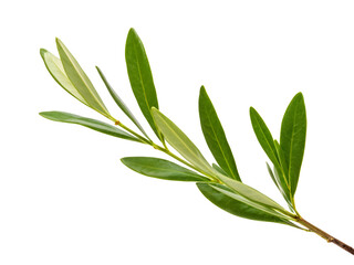 Obraz premium fresh olive branches with leaves isolated on white background closeup