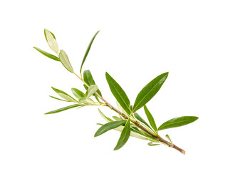 Fototapeta premium fresh olive branches with leaves isolated on white background closeup
