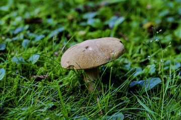 mushroom in the grass