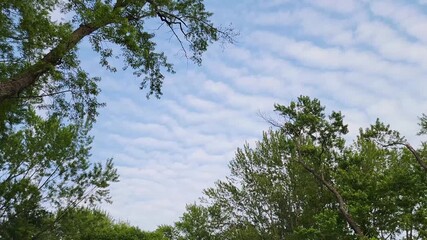 A serene view of wavy cloud formations framed by lush green trees. Ideal for content related to weather patterns, natural landscapes, and outdoor photography.