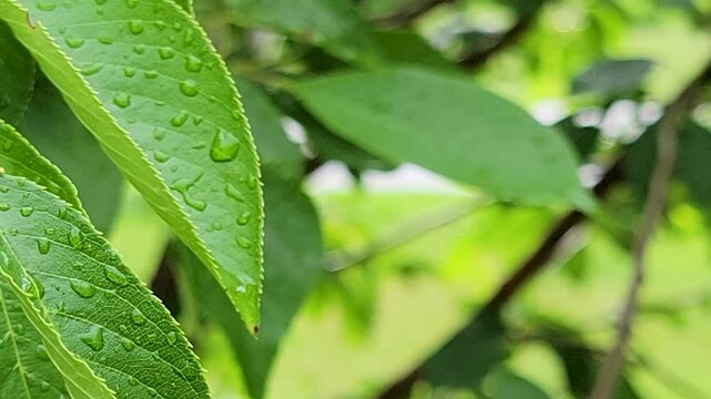A stunning close-up shot of green leaves with fresh raindrops, capturing nature's intricate beauty after a light rainfall. Ideal for content related to nature photography, rain, and botanical themes.
