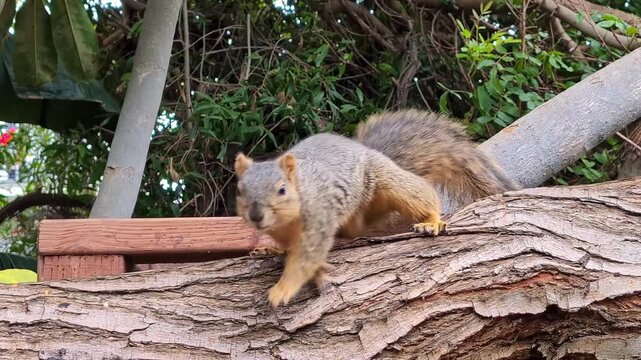 Curious fox squirrel stands alert on a tree branch in a natural setting, looking directly forward