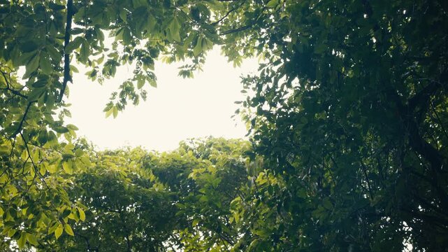 Curious wild Capuchin Monkey in a tropical jungle 
