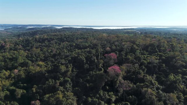 Panoramic aerial view of dense jungle in Paran&aacute; with blooming pink lapacho trees, mist in the background at sunrise.