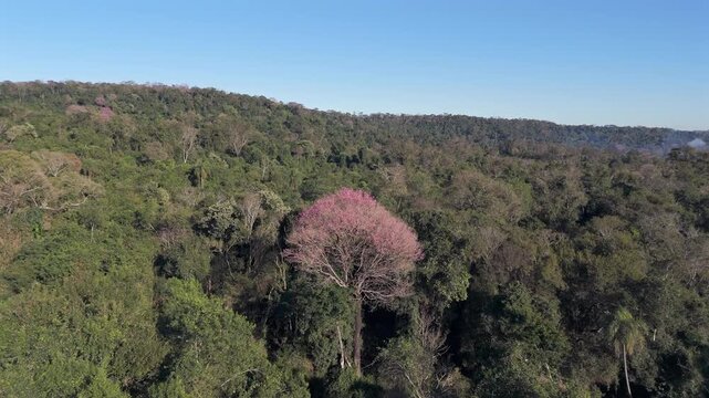 A drone advancing over the jungle, capturing a beautiful pink lapacho tree on a sunny day.