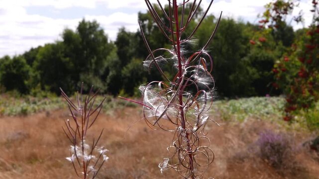 Rosebay WillowHerb, Chamerion angustifolium. in seed. Summer. UK