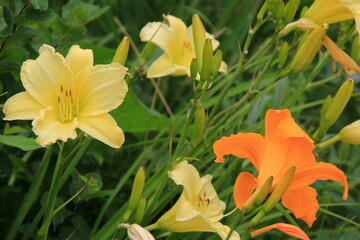 Lily, Norton Hall, colorful lilies in the garden. Close-up of beautiful daylily flowers