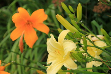 Lily, Norton Hall, colorful lilies in the garden. Close-up of beautiful daylily flowers