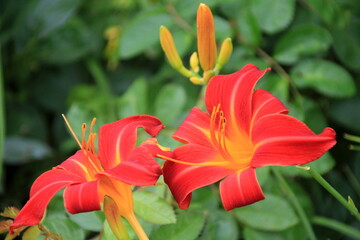 Lily, Norton Hall, colorful lilies in the garden. Close-up of beautiful daylily flowers