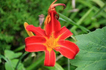 Lily, Norton Hall, colorful lilies in the garden. Close-up of beautiful daylily flowers