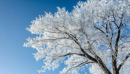 Winter Wonderland: A Frosty Tree Branch Against a Clear Blue Sky