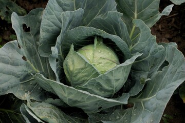 Fototapeta premium Cabbage vegetable tree, Nainital, Kumaon, Uttarakhand, India, Asia