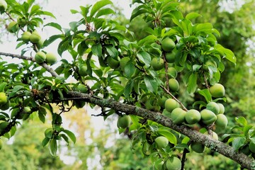 Peach fruit tree, Nainital, Kumaon, Uttarakhand, India, Asia