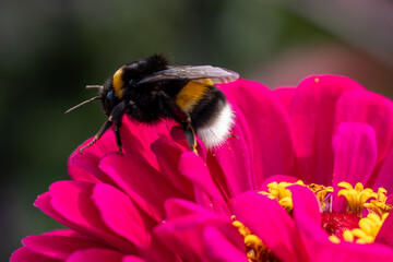 Erdhummel