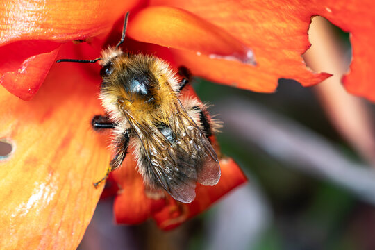 Ackerhummel