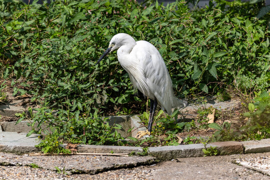 Kuhreiher