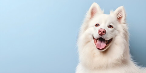 Fototapeta premium Happy white Samoyed dog on blue background. Studio photo of a Samoyed dog with open mouth on a plain background
