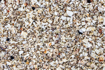 Tiny corals on a special beach