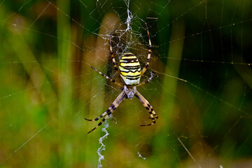 Wespenspinne, Zebraspinne, Tigerspinne // Wasp spider (Argiope bruennichi)