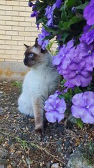 ragdoll cat