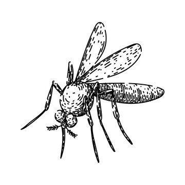 zika mosquito hand drawn. virus insect, control prevention, repellant breeding zika mosquito vector sketch. isolated black illustration