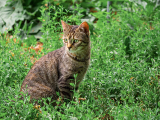 Small slim tabby cat in green grass in a rural country area. Village pet in nature environment. Little predator hunting in wild