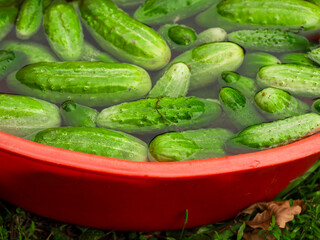 A red bowl filled with fresh green cucumbers in water. The cucumbers are wet and appear to be freshly picked. Natural organic product ready to be marinated for winter. Agriculture and farming.