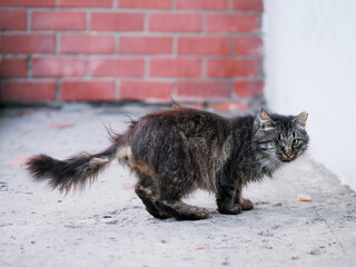 A tough city cat with an eye missing sits on the pavement. Cute animal in rough urban area. Survival in town concept. Selective focus. Hard life theme.