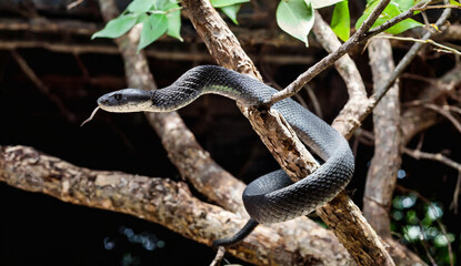 Fototapeta premium Black mamba black background from branch down 