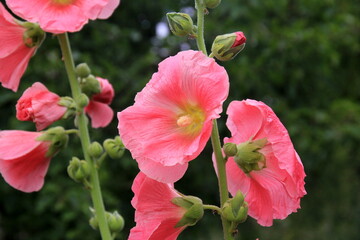 Hollyhock flowers are in bloom. Beautiful  Malva flowers close-up. flowers of common hollyhock
