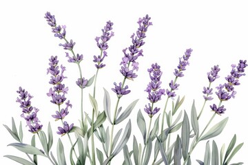 Fototapeta premium A botanical illustration of a lavender plant, showcasing its tall stems and small purple flowers in fine detail