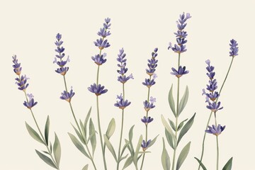 A botanical illustration of a lavender plant, showcasing its tall stems and small purple flowers in fine detail