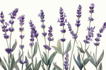 Obraz premium A botanical illustration of a lavender plant, showcasing its tall stems and small purple flowers in fine detail
