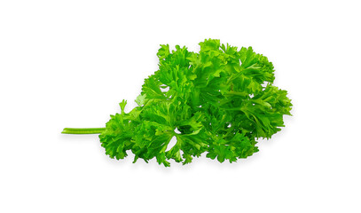 leaves parsley vegetable isolated on white background