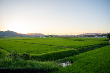 夕暮れ時の田んぼ風景