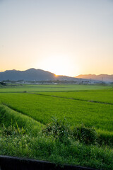 Obraz premium 夕暮れ時の田んぼ風景