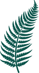 fern leaf isolated on white