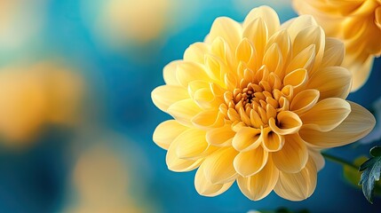 Beautiful yellow flower in soft focus against a blue background, showcasing intricate petals and a vibrant color contrast.