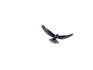 Obraz premium Bird flying on a transparent background and widely spread its wings and feathers