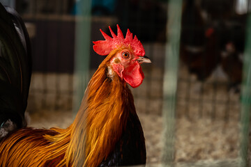 A portrait of colorful brown rooster behind in the aviary. Chicken farm indoor. Bright cock in cage close up. Livestock and farming