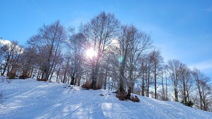 Sole attraverso gli alberi e neve