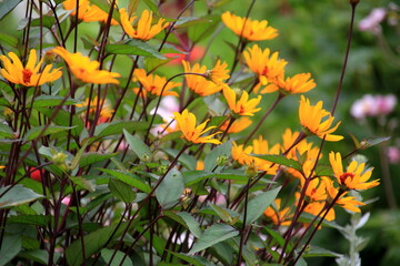 beautiful and calming yellow flowers in the garden. The yellow and orange false sunflower, Heliopsis helianthoides