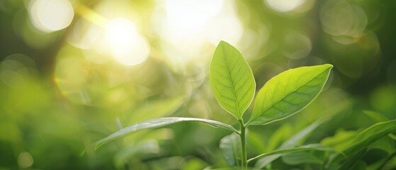  A tight shot of a green leaf on a tree, sunlight filtering through the foliage behind