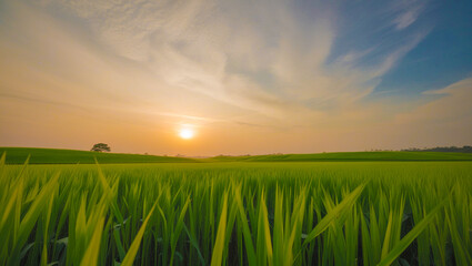 A lush rice field with a sunset as a backdrop. Generative AI