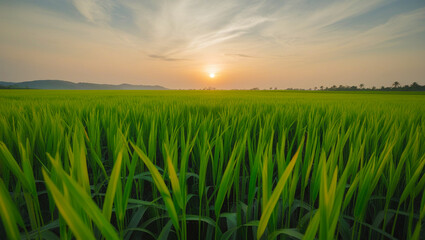 Obraz premium A lush rice field with a sunset as a backdrop. Generative AI