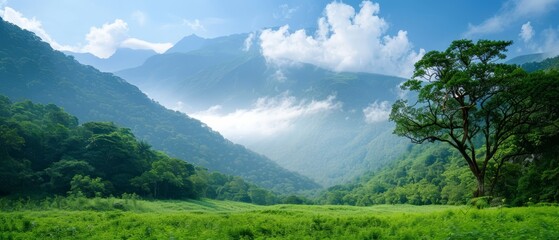  A lush green forest abuts a hillside, both teeming with numerous trees The hillside is crowned with clouds