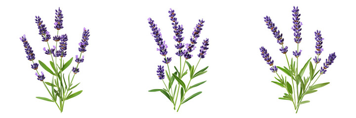 Obraz premium set of A lavender flower stems on a transparent background