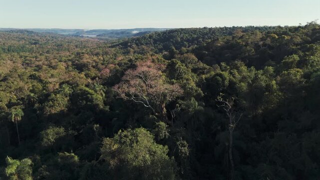 Dense jungle with blooming pink lapacho trees in the Atlantic Forest of Misiones, Argentina.